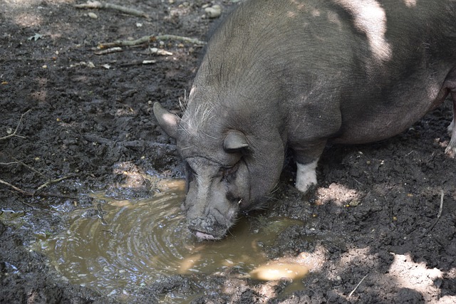 劳塔罗等队 劳塔罗等队