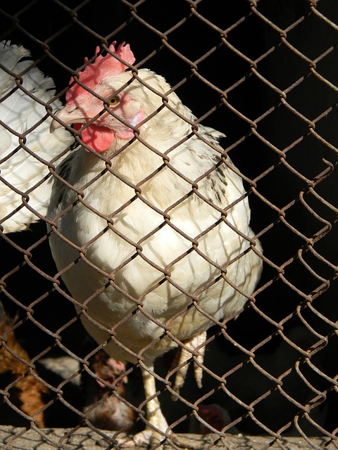 印第安纳步 印第安纳步